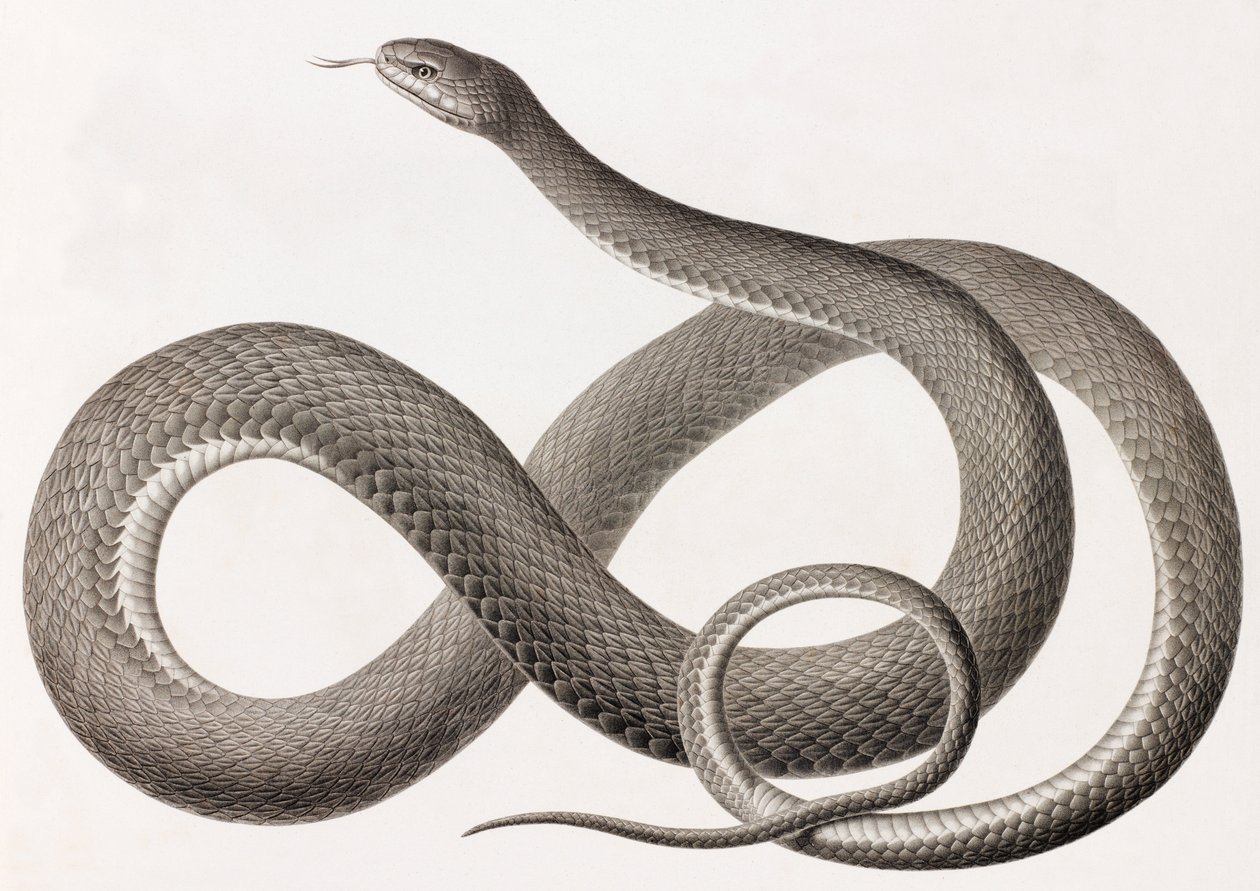 Reptielen: een close-up afbeelding van een illustratie van een slang door Unbekannt