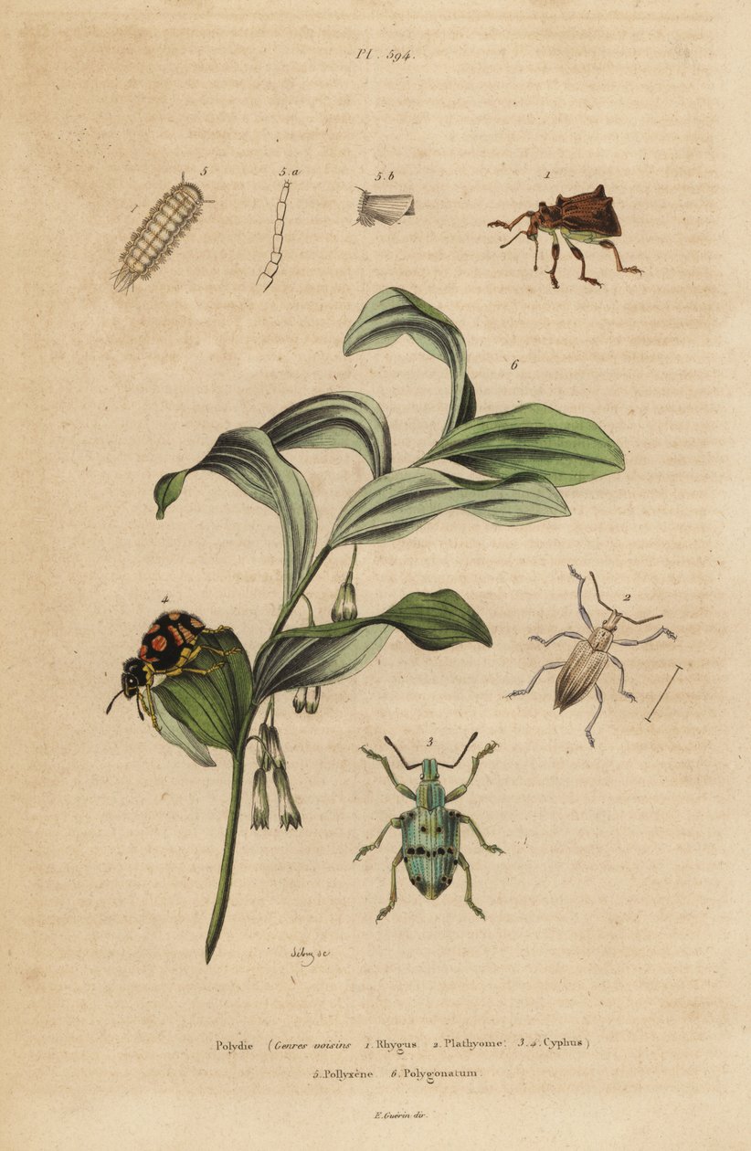 Rhigus, Platyoma en Cyphus snuitkevers, borstelige duizendpoot, Polyxenus lagers en Salomonszegel, Polygonatum odoratum door Unbekannt