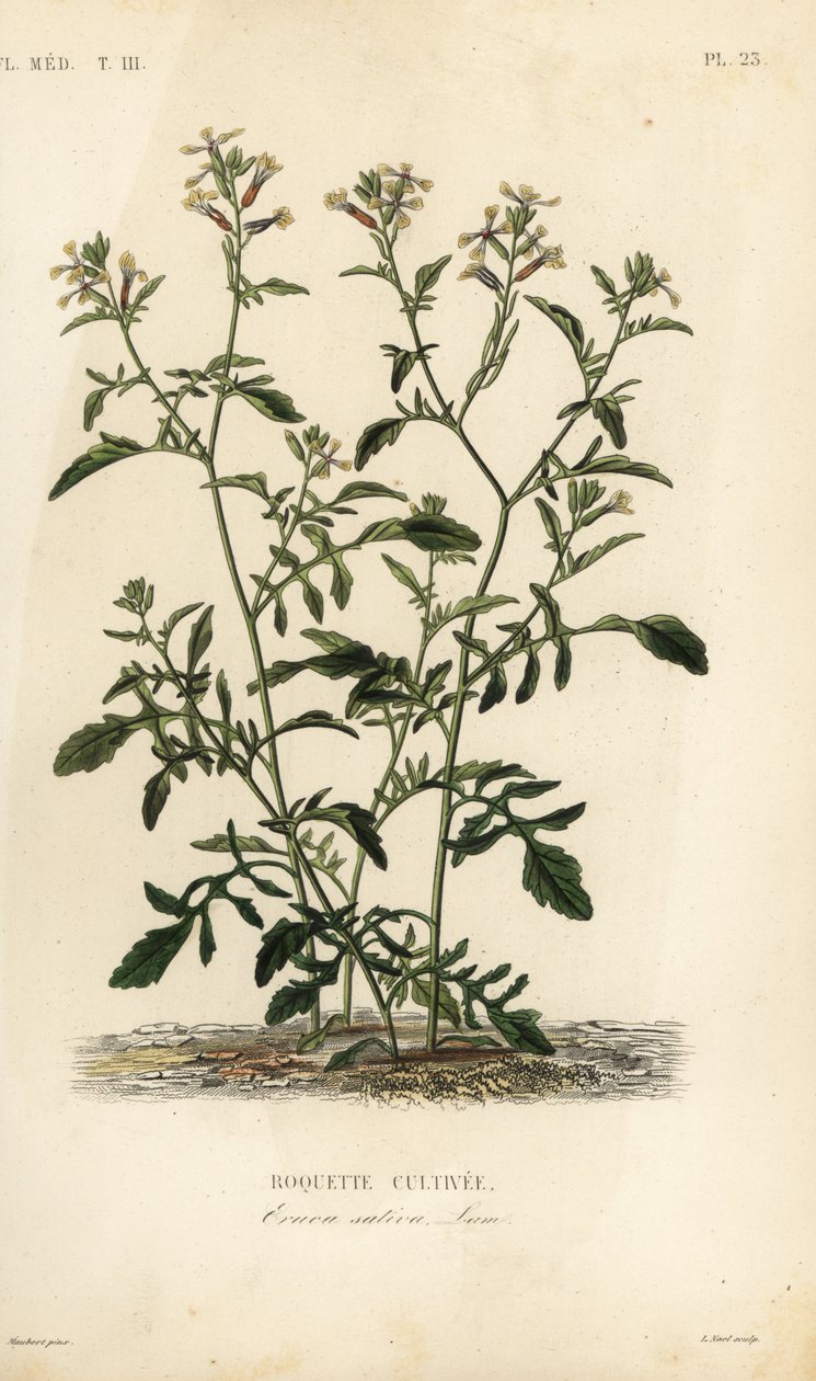 Rucola, Eruca vesicaria, Eruca sativa, Roquette cultivee door Unbekannt