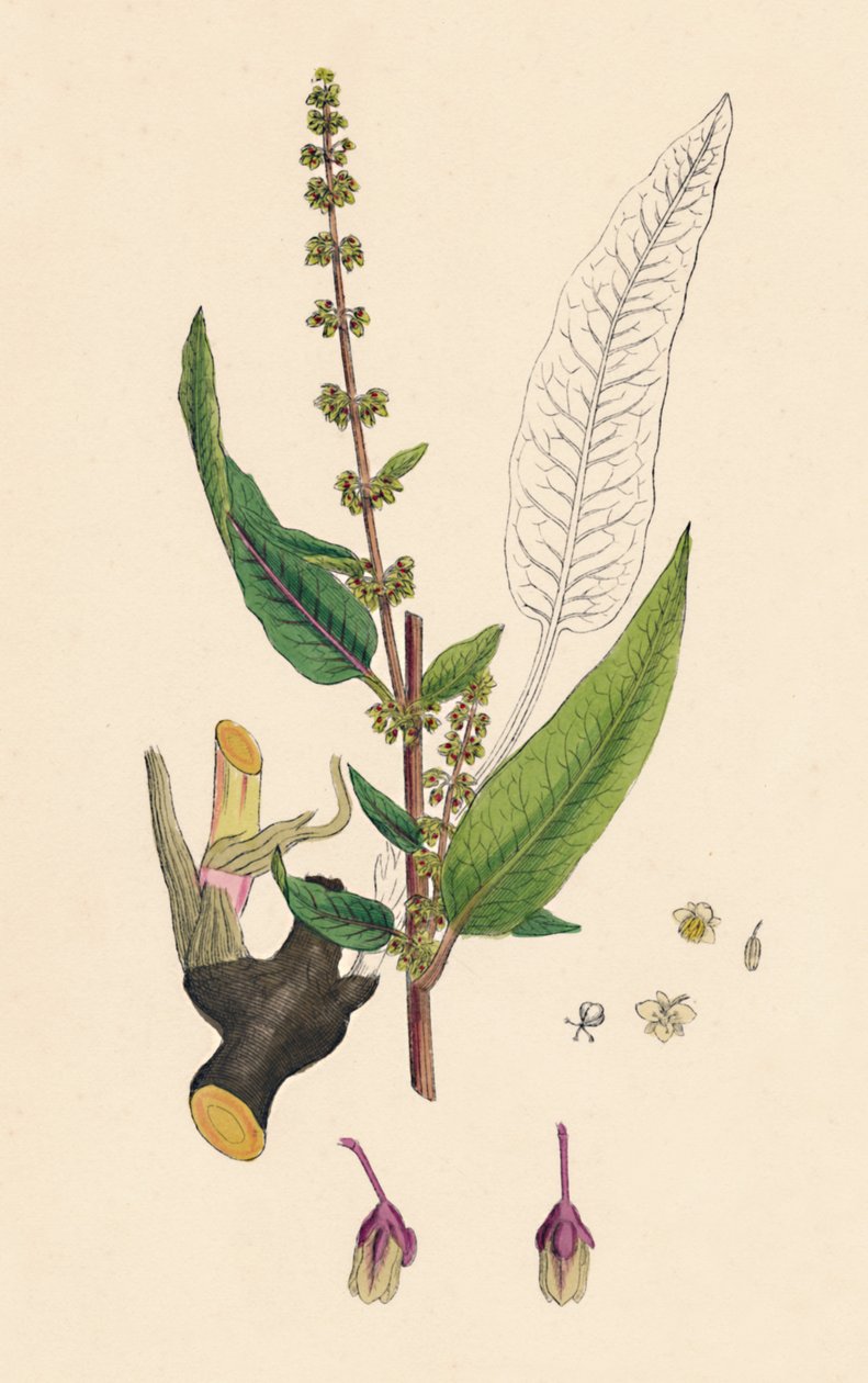 Rumex sanguinens. Bloedaderige Zuring door Unbekannt