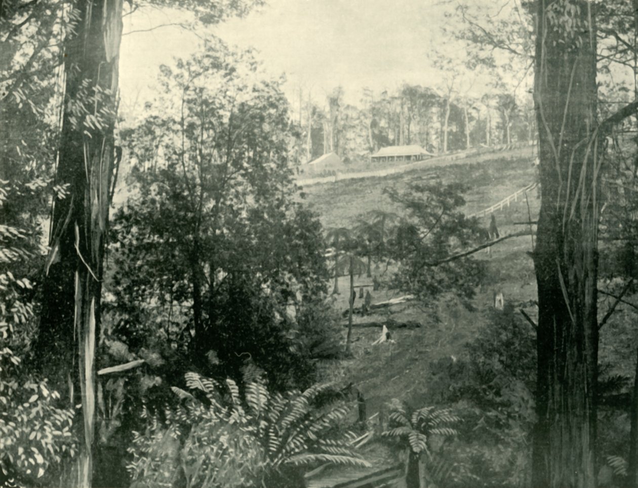 Scène bij Upper Gembrook, Victoria, 1901 door Unbekannt