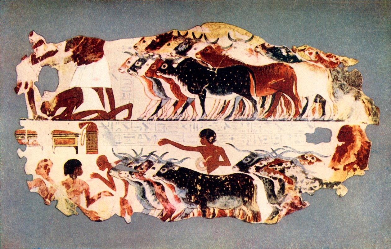 Scène die het drijven van een grote kudde vee op een Egyptische boerderij voorstelt, ca. 1350 v.Chr., 1915 door Unbekannt