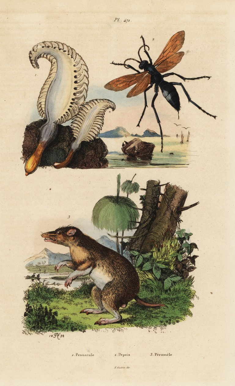 Zeepen, Pennatula phosphorea, spinwesp, Pepsis limbata, en langneusbandicoot, Perameles nasuta door Unbekannt