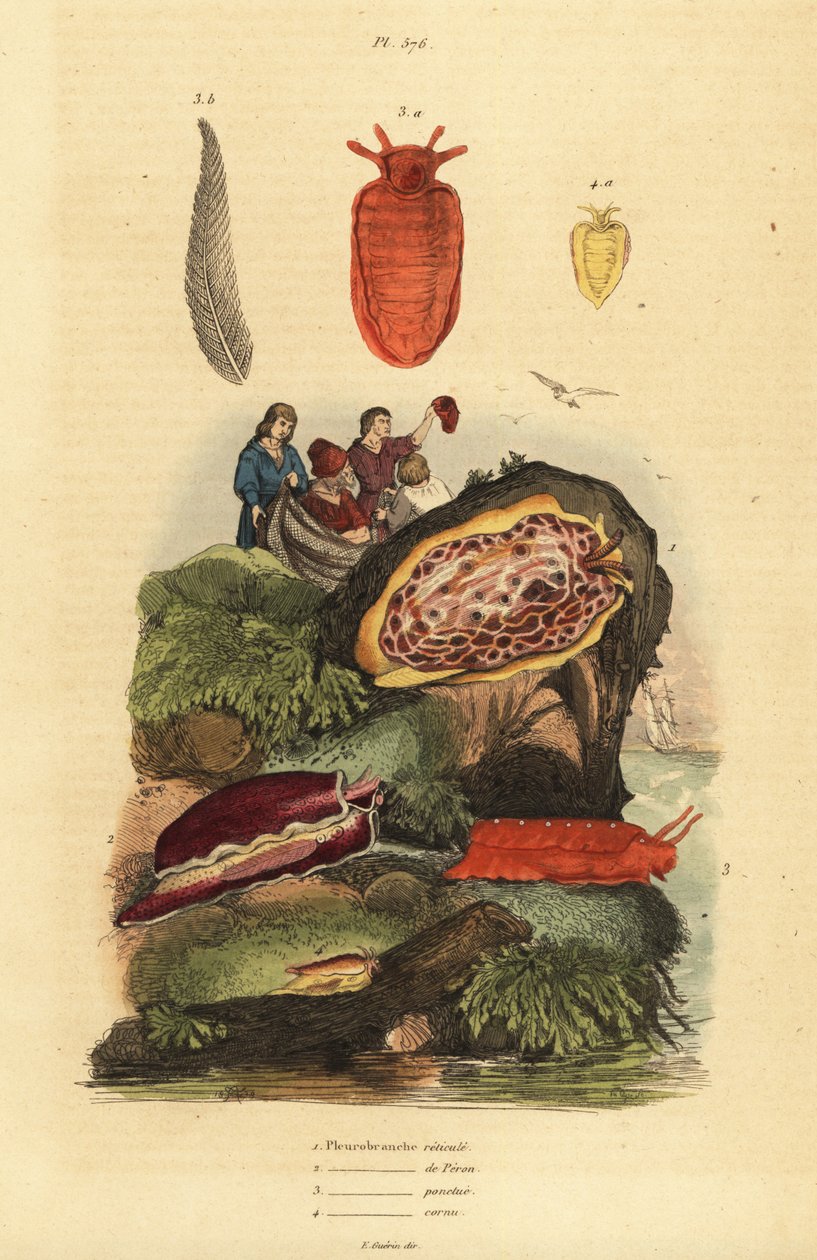 Zeenaaktslakken: Pleurobranchus reticulatus, Berthellina citrina, Pleurobranchus peronii door Unbekannt