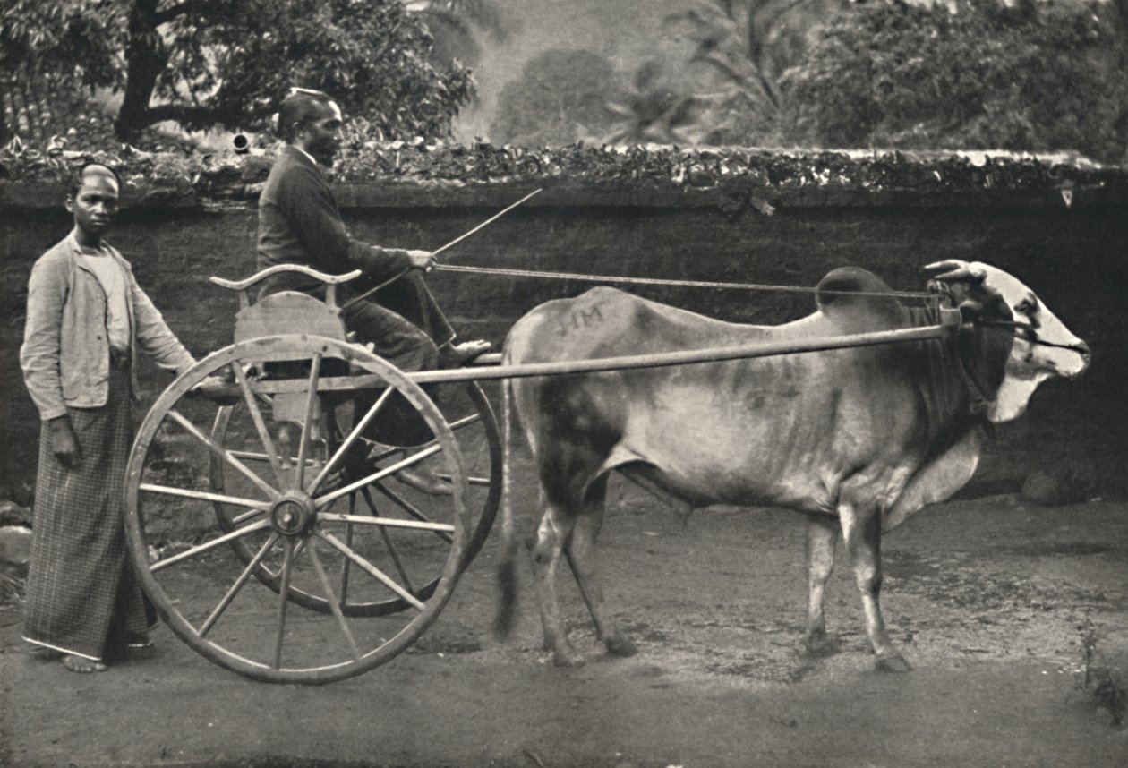 Singalees Ossenkarretje, 1926 door Unbekannt