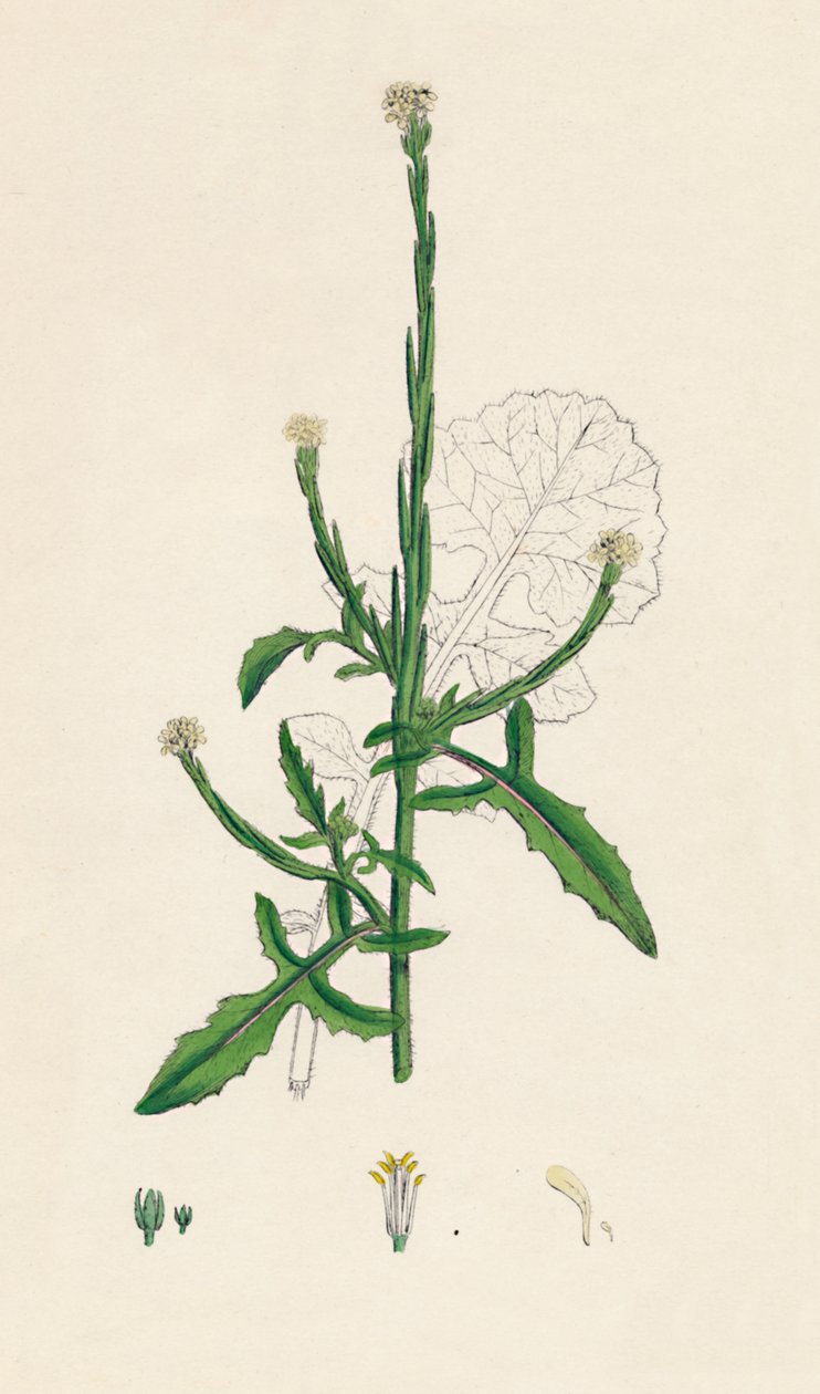 Sisymbrium officinale. Gewone heggenraket, 19e eeuw door Unbekannt