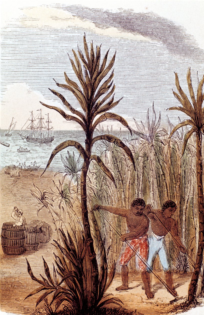 Slaven die suikerriet verbouwen in de West-Indië, 1852 door Unbekannt