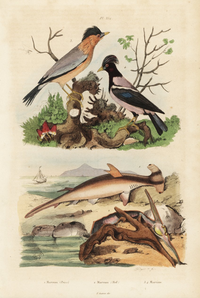 Gladde hamerhaai, Sphyrna malleus, hamer oester, Malleus malleus, brahminy spreeuw, Sturnia pagodarum en roze spreeuw, Pastor roseus door Unbekannt