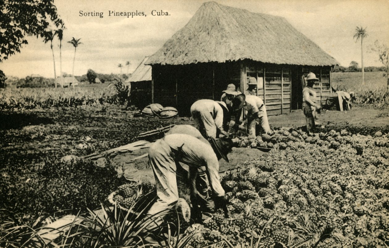 Sorteren van ananassen, Cuba, eind 19e-begin 20e eeuw door Unbekannt