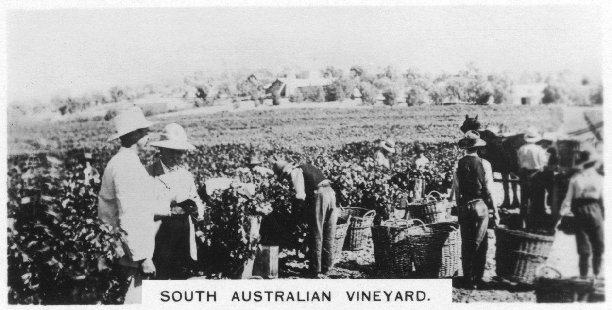 Zuid-Australische wijngaard, 1928 door Unbekannt