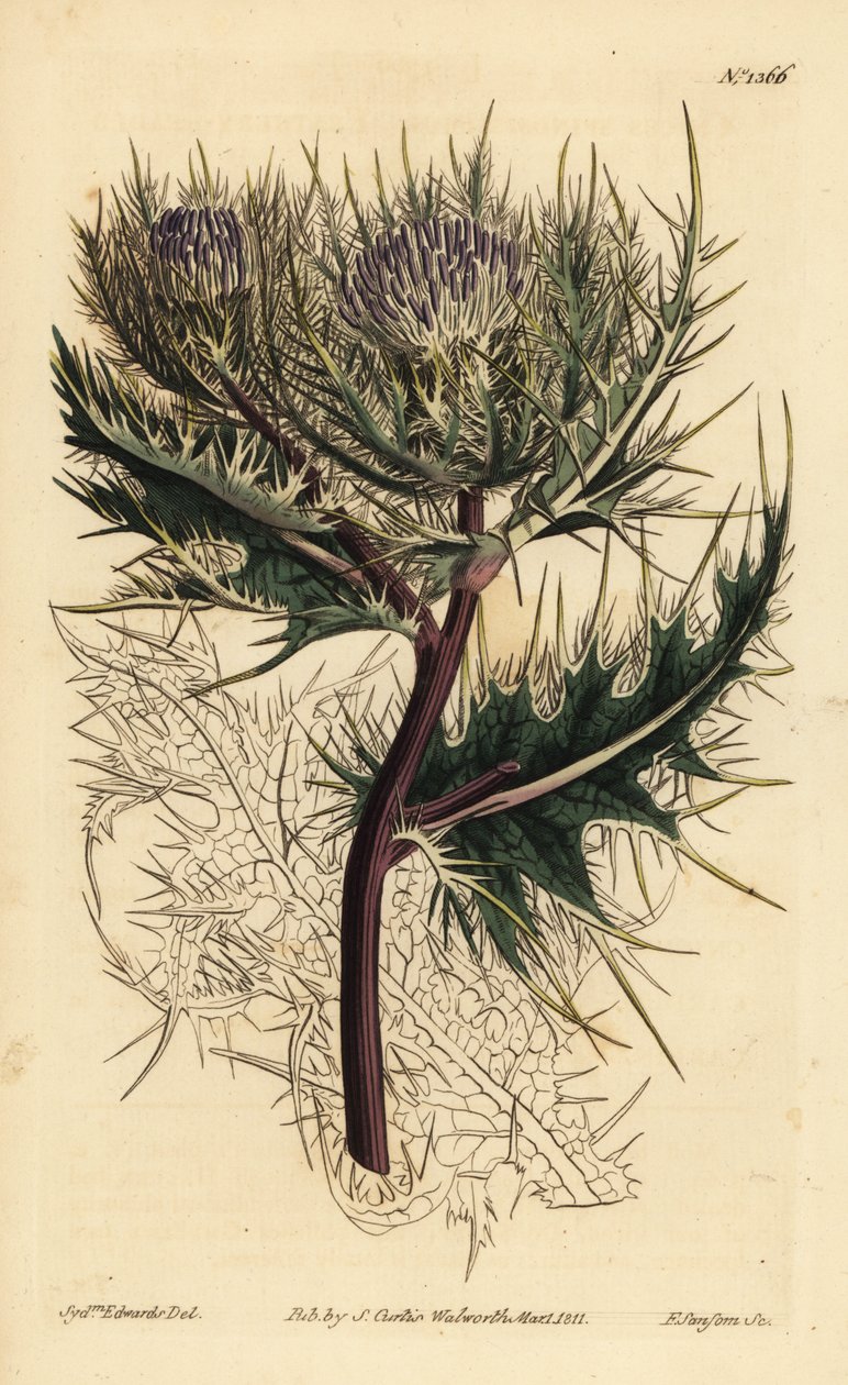 Stekeligste distel, Cirsium spinosissimum (Veerachtige cnicus, Cnicus spinosissimus) door Unbekannt