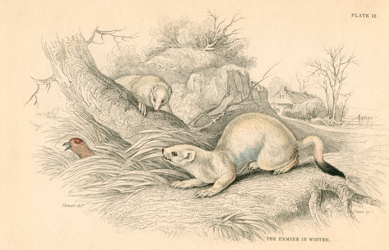 Hermelijn Mustela erminea, lid van de wezelsfamilie, 1828 door Unbekannt