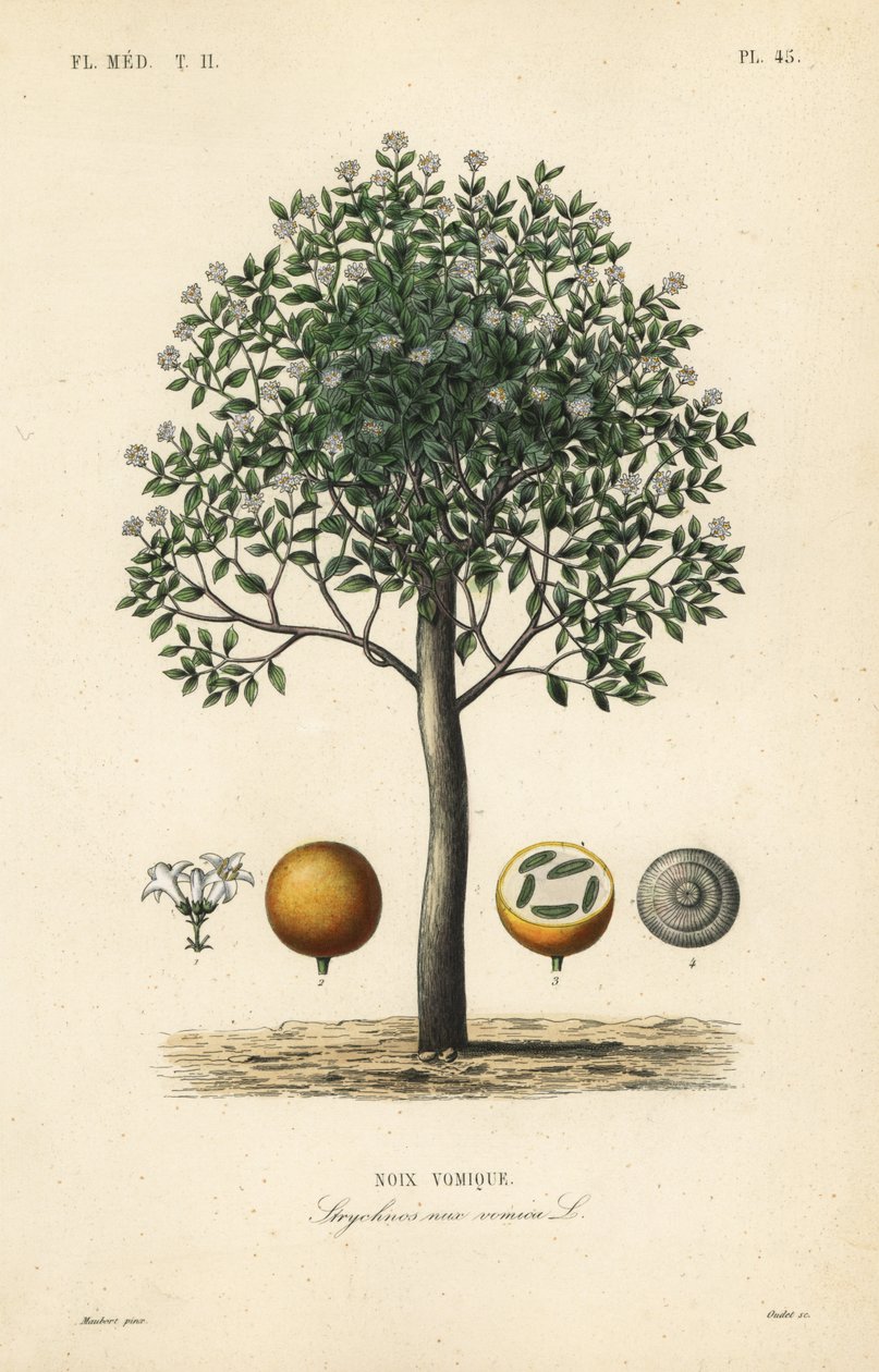 Strychnineboom, nux vomica, gifnoot of semen strychnos, Strychnos nux-vomica, Noix vomique door Unbekannt