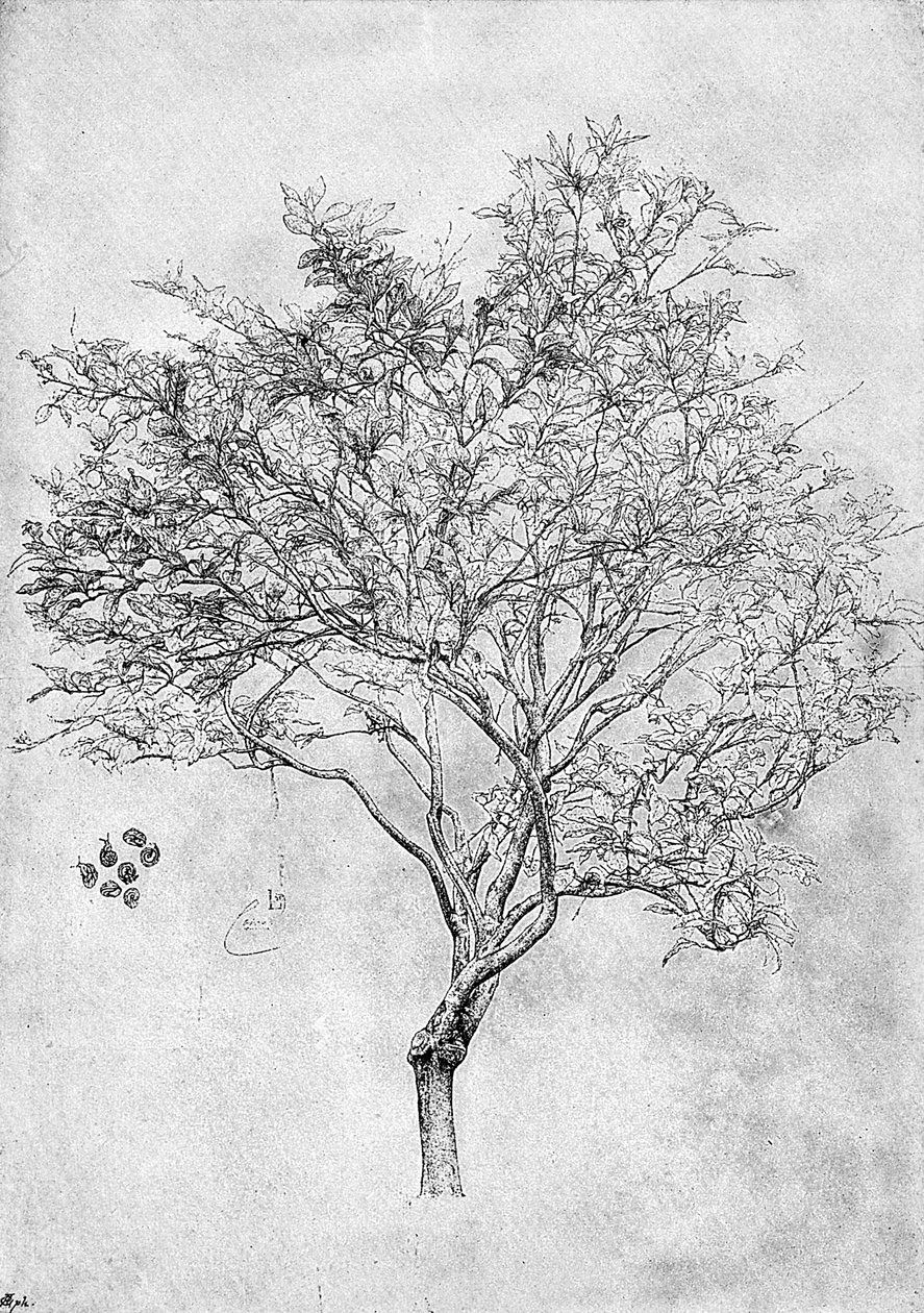 Studie van een citroenboom, 1899 door Unbekannt