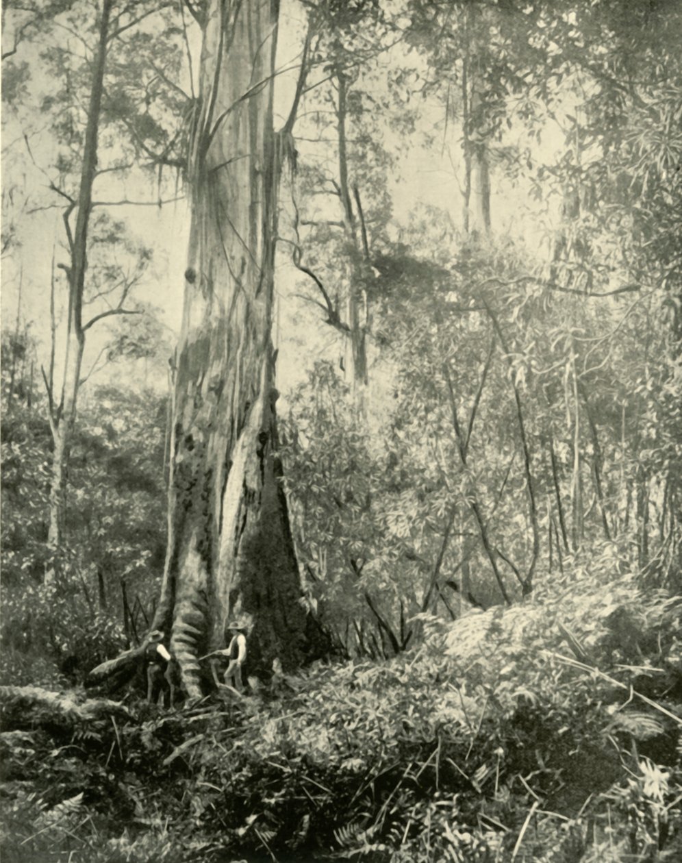 De Baron, een beroemde hoge boom, 1901 door Unbekannt