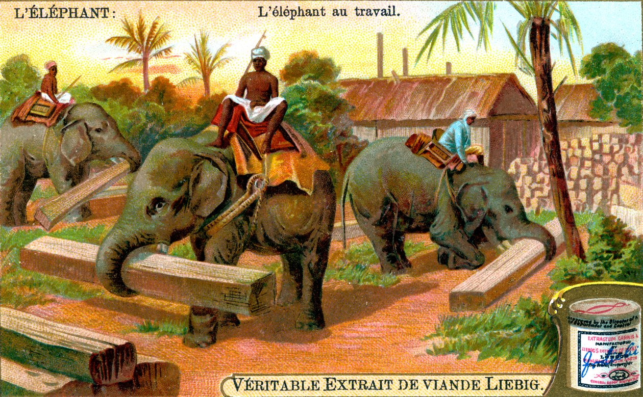 De olifant aan het werk door Unbekannt