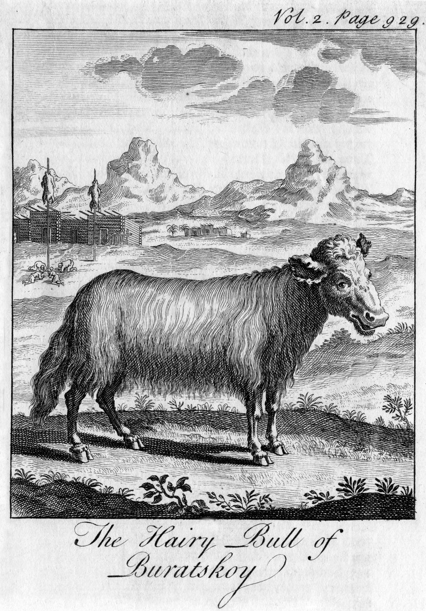 De Harige Stier van Buratskoy, ca. 18e eeuw door Unbekannt