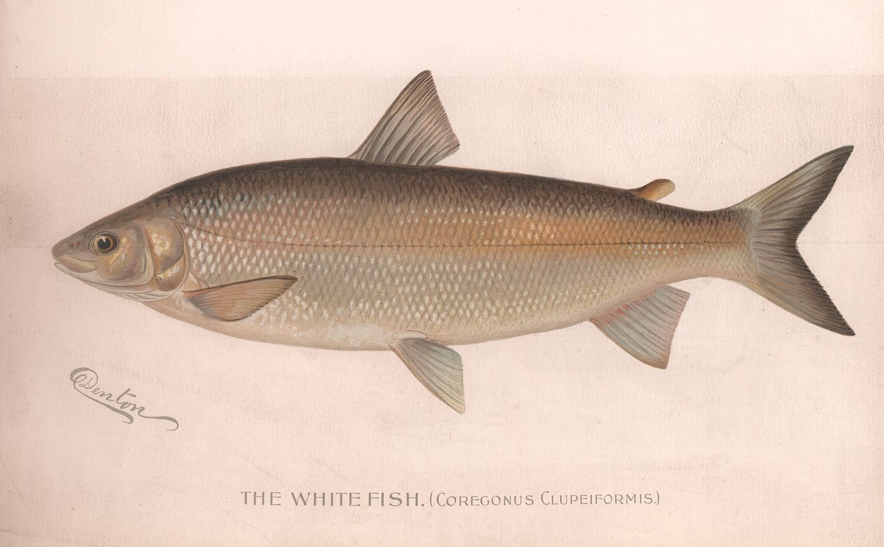 De Witte Vis Coregonus Clupeiformis, ca. 1920s door Unbekannt