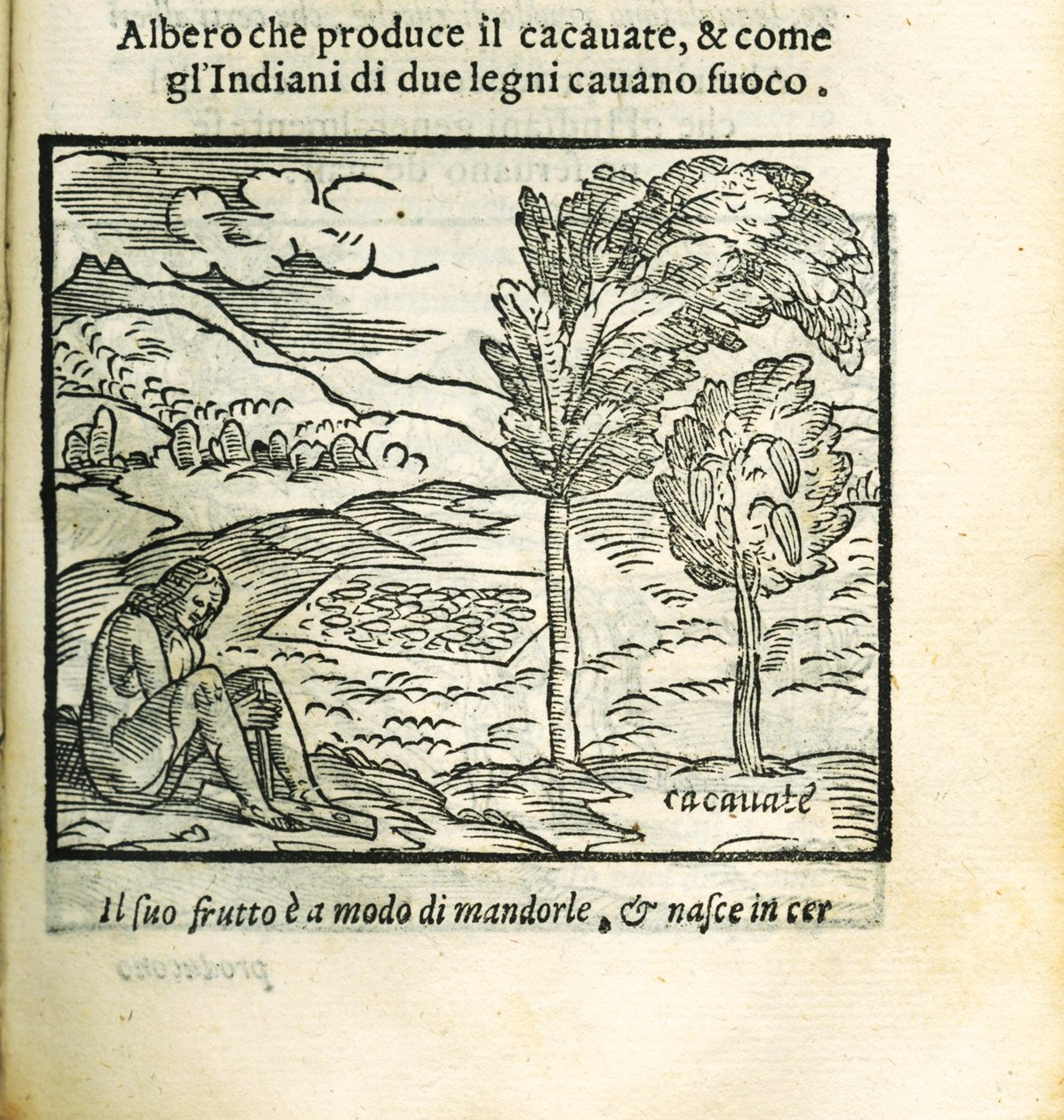 De cacaoboom. Uit Historia del Mondo Nuovo door Girolamo Benzoni, 1563 door Unbekannt