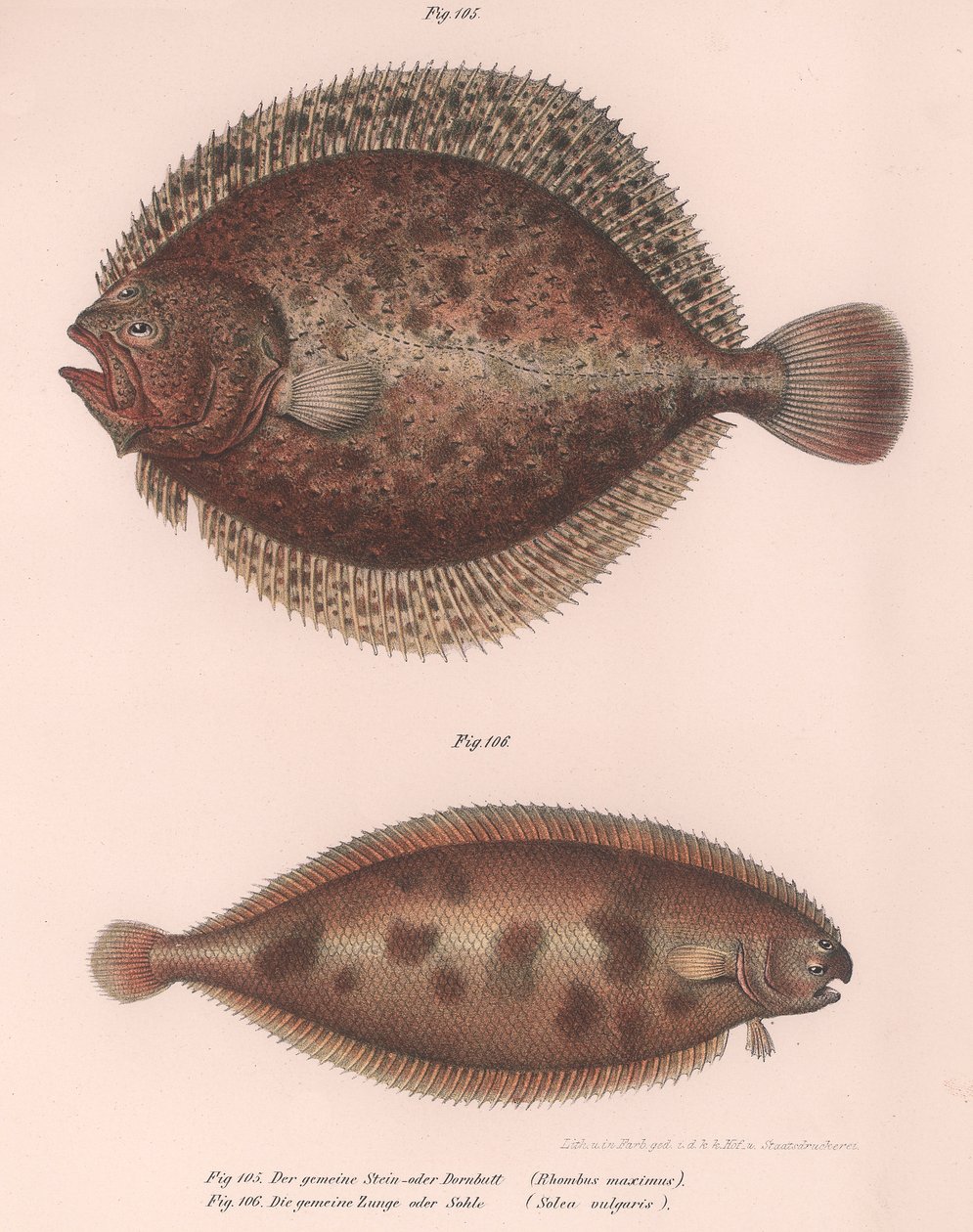 Tarbot, Rhombus maximus, Gewone tong Solea vulgaris, c.1850s door Unbekannt