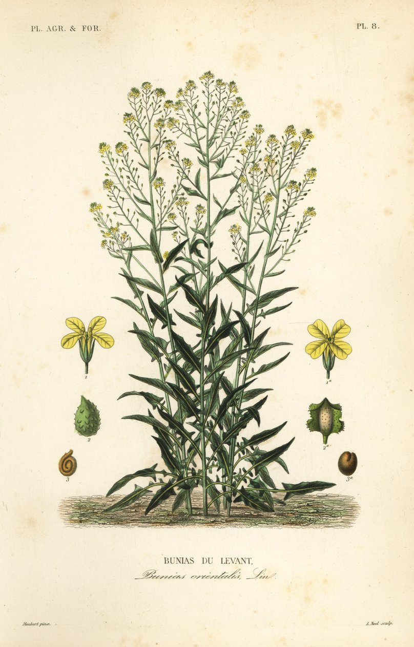 Turkse wrattige kool of Turkse raket, Bunias orientalis, Bunias de Levant door Unbekannt