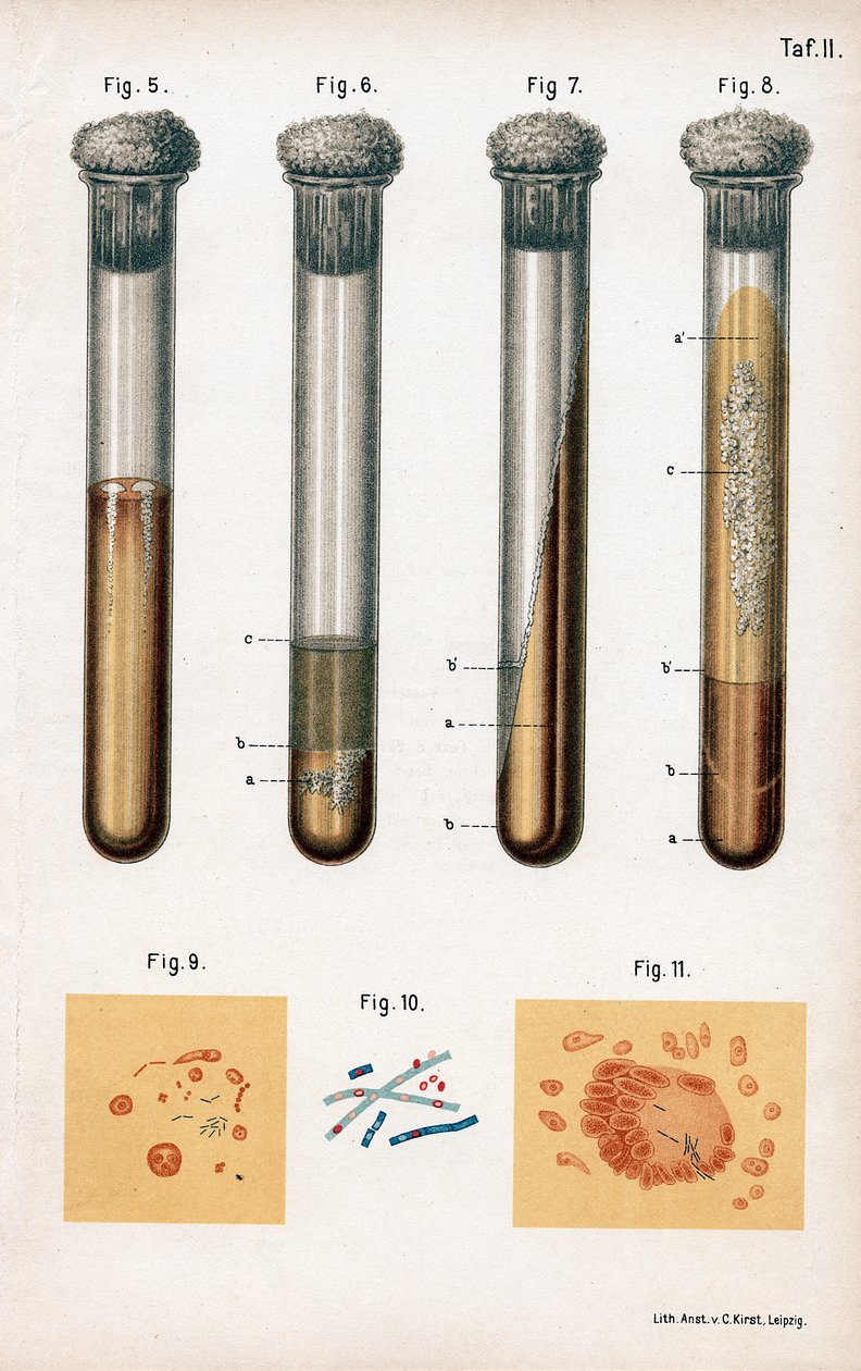 Verschillende soorten bacteriën, 1889 door Unbekannt