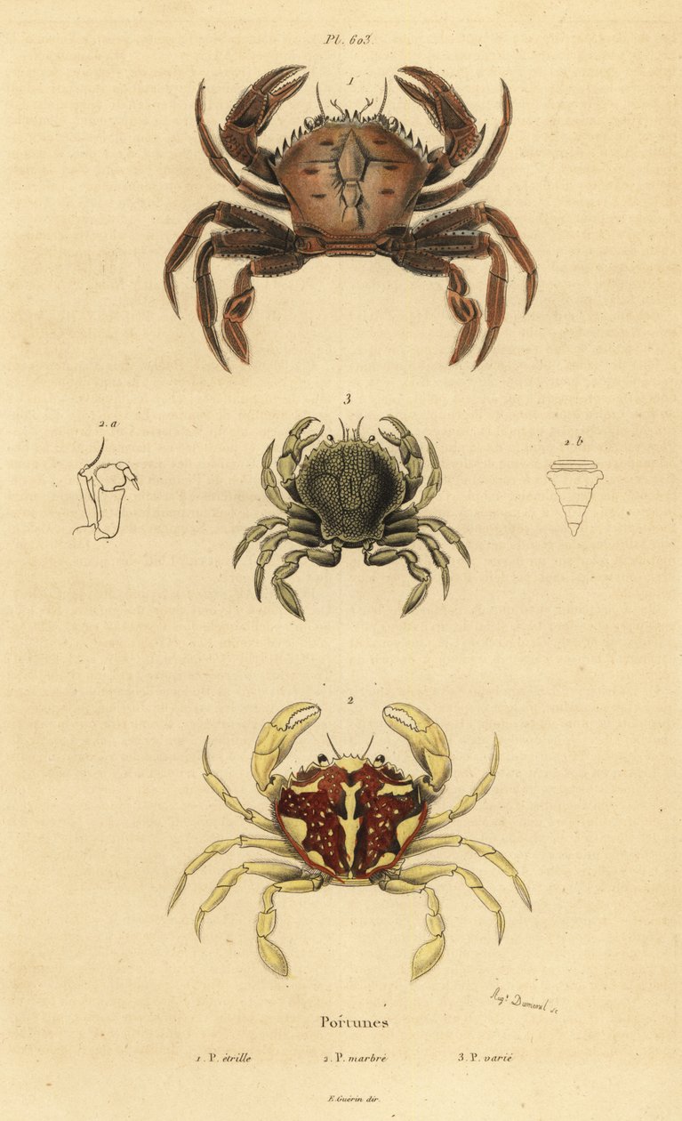 Fluweelkrab, Necora puber 1, gemarmerde zwemkrab, Liocarcinus marmoreus 2, en Pennant