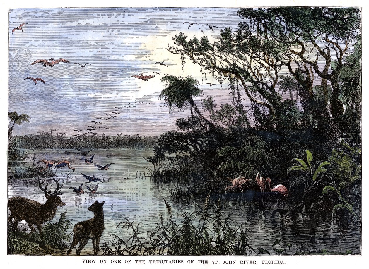 Uitzicht op een van de Zijrivieren van de St. John River, Florida, 19e eeuw door Unbekannt