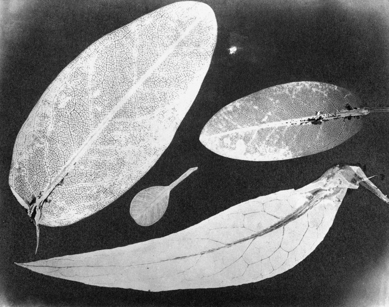 Water vaste foto Vier bladeren, zomer 1839 door Unbekannt