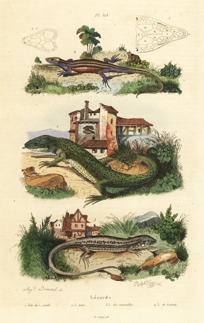 Westelijke groene hagedis, Lacerta bilineata, muurhagedis, Podarcis muralis, en levendbarende hagedis, Zootoca vivipara door Unbekannt