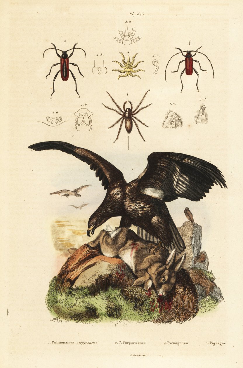 Witte zeearend, Haliaeetus albicilla, en prooi, waterspin, Argyroneta aquatica, Purpuricenus kevers door Unbekannt
