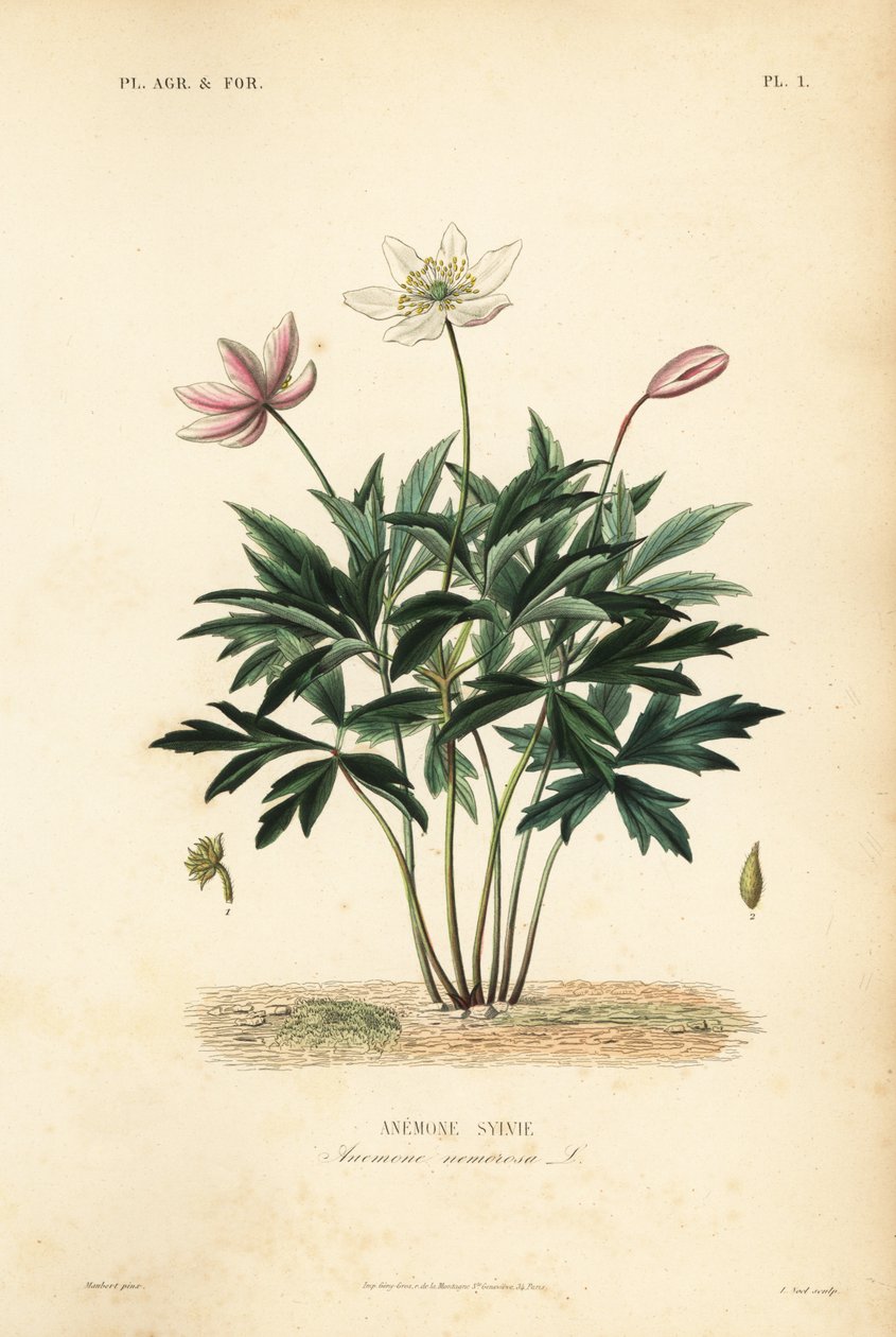Bosanemoon of windbloem, Anemone nemorosa, Anemone sylvie door Unbekannt