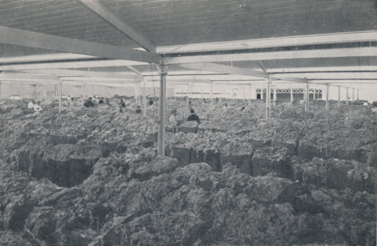 Wol te koop in een showroom in Melbourne, 1923 door Unbekannt