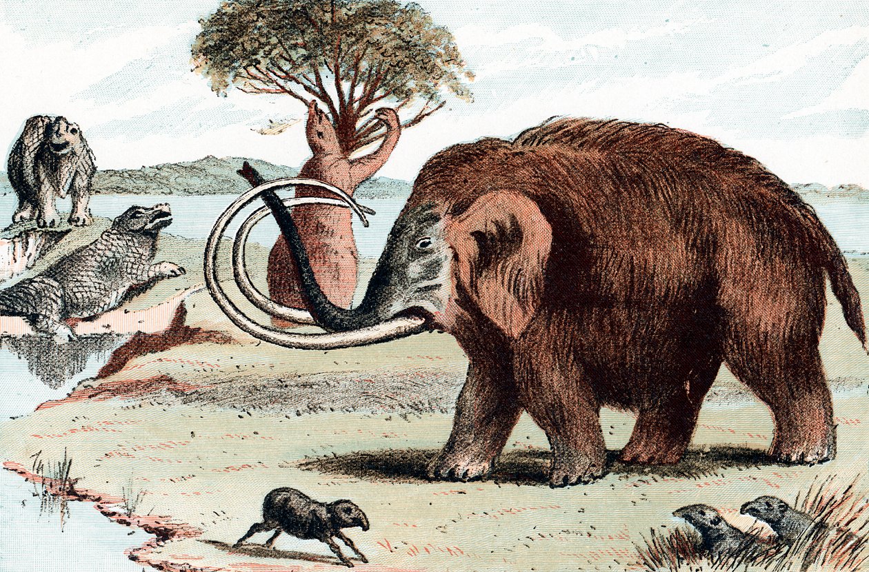 Wollige mammoet Mammuthus, 1892 door Unbekannt