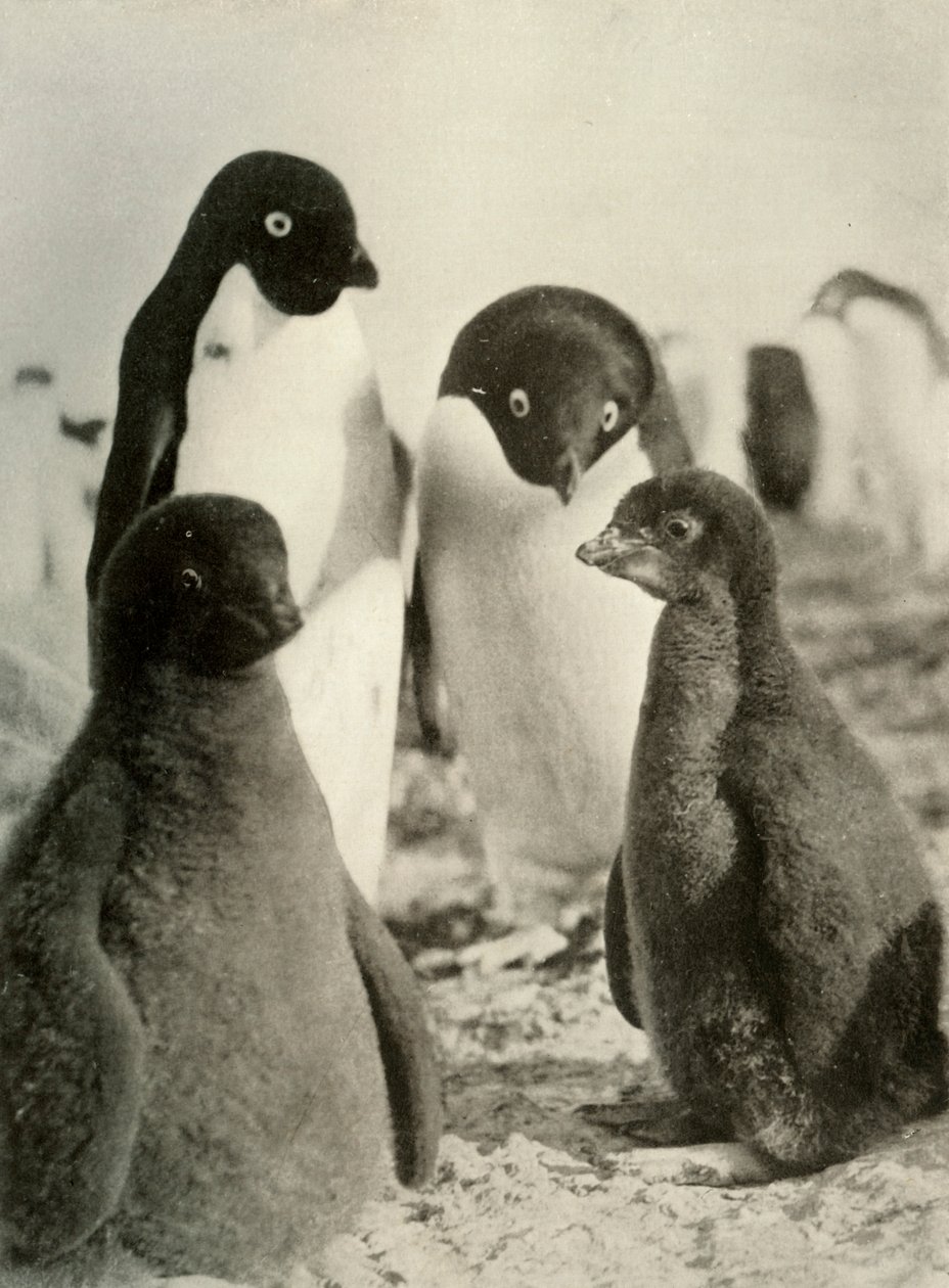 Jonge Adelie en Ouders, ca. 1908, 1909 door Unbekannt