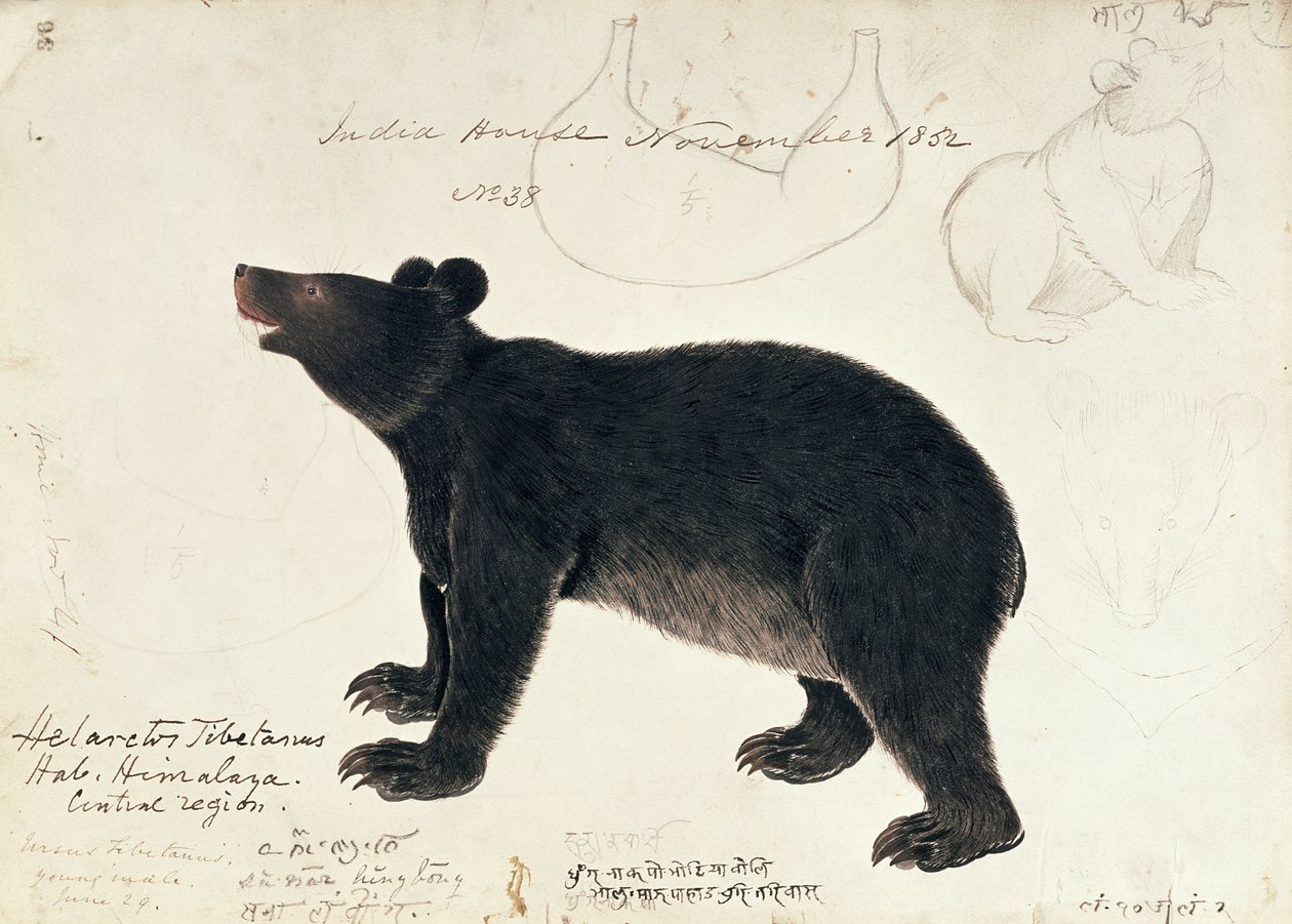 Tekening van een Aziatische Zwarte Beer, Ursus Tibetanus, uit de Centrale Regio van de Himalaya door Unbekannt Unbekannt