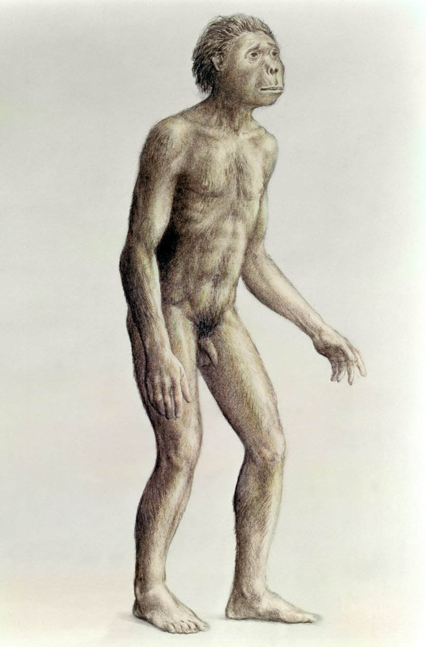 Homo habilis door Unbekannt Unbekannt
