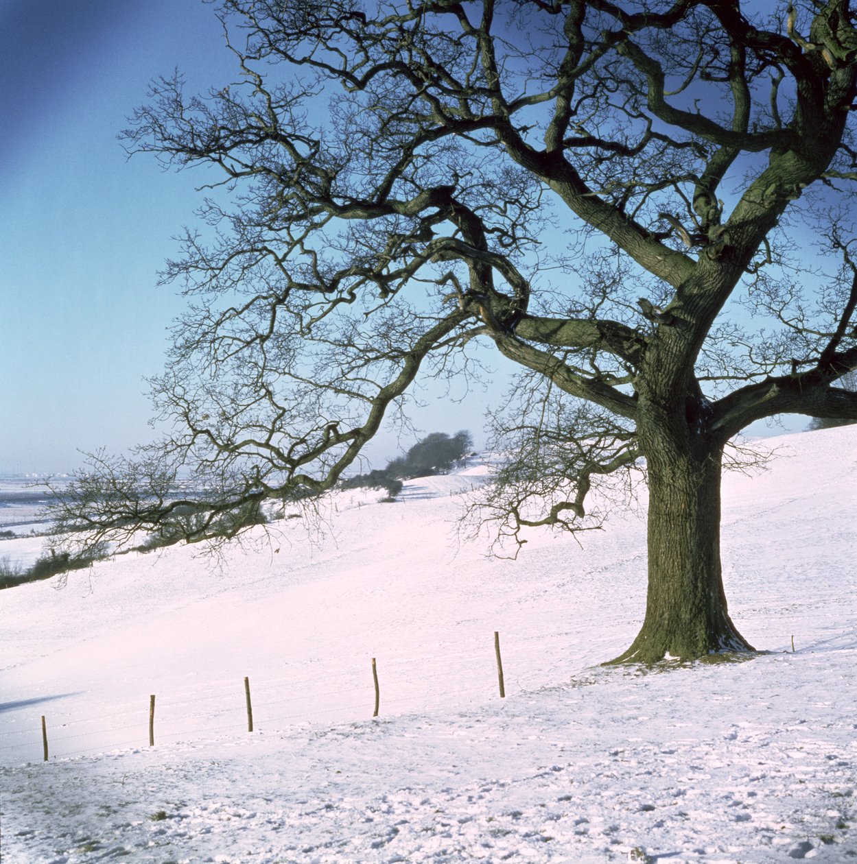 Winterlandschap, Hockley Downs, Essex door Unbekannt Unbekannt