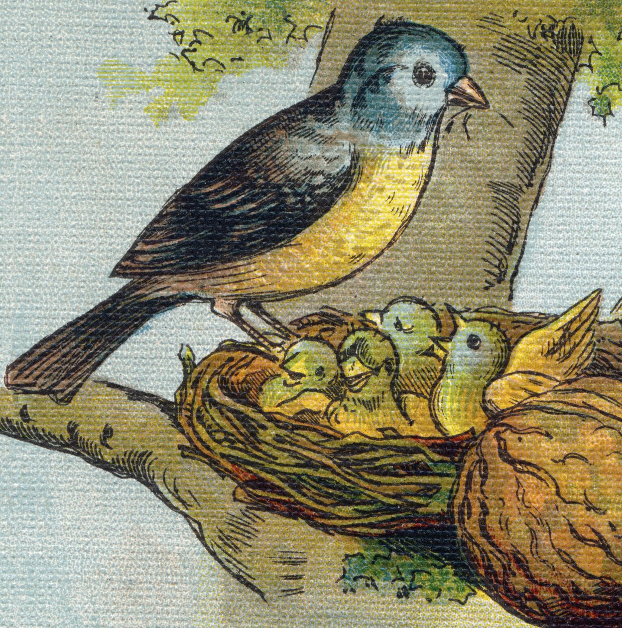 Een vogel voedt zijn jongen in een nest door Unbekannt