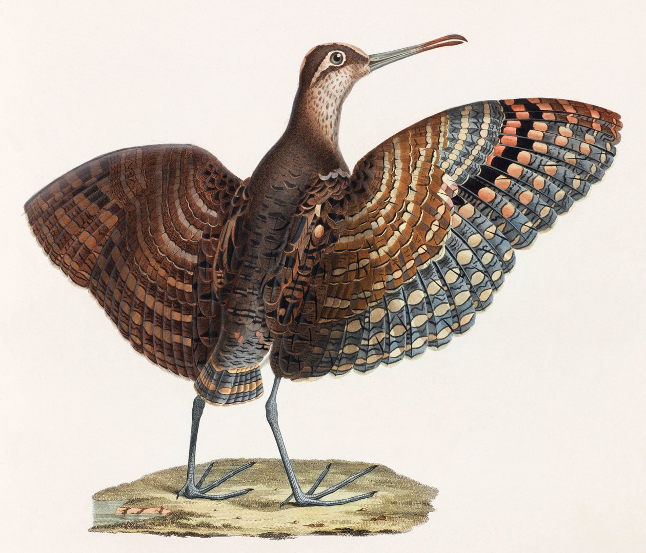 Een kleurenillustratie van een vogel door Unbekannt