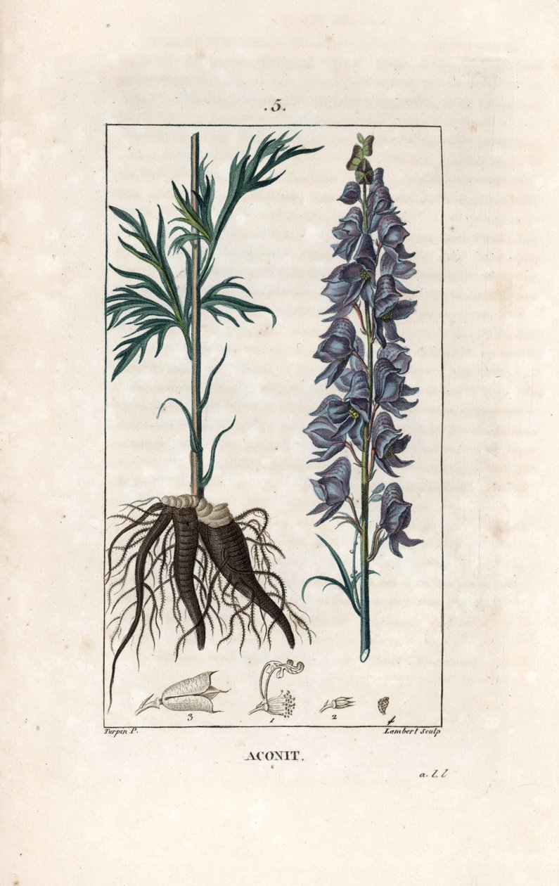 Aconit - Gravure door Lambert naar een tekening van Pierre Jean Francois Turpin, uit La flore medicale, de Chaumeton, Poiret et Chamberet, Parijs 1830 - Monnikskap, Aconitum napellus, met bloemen, bladeren en wortels door Unbekannter Künstler