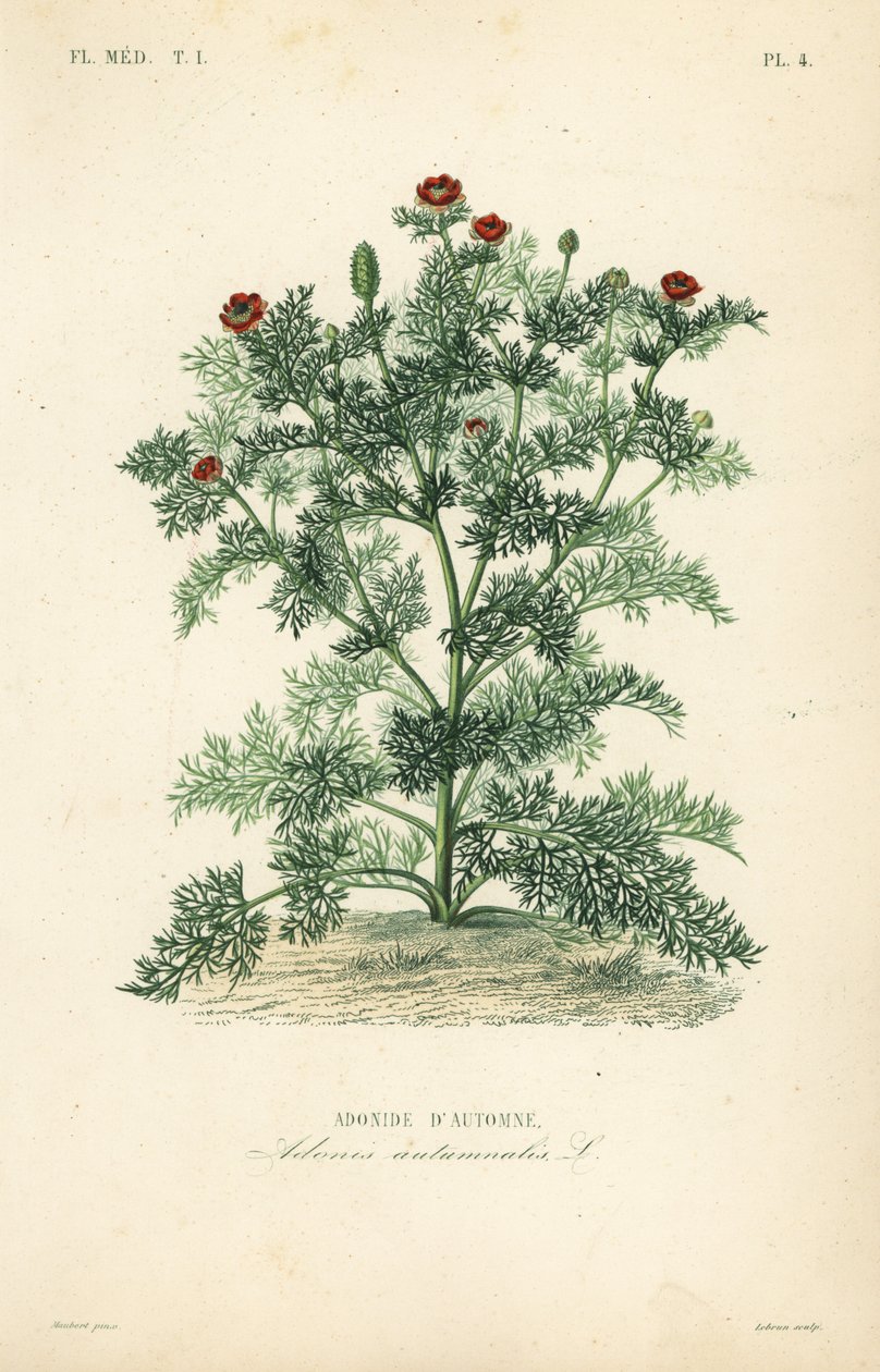 Adonisroosje, Adonis annua, Adonis autumnalis, Adonide d