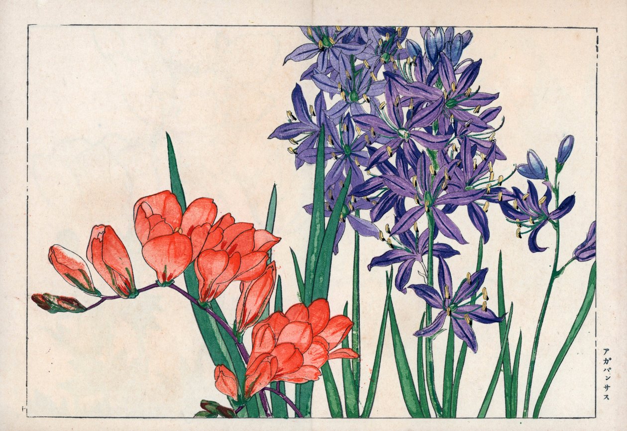 Agapanth of lelie van de Nijl (blauw) en freesia. Afrikaanse lelie, Agapanthus africanus, en freesia, Freesia refracta. Handgekleurde houtsnede uit Konan Tanigami