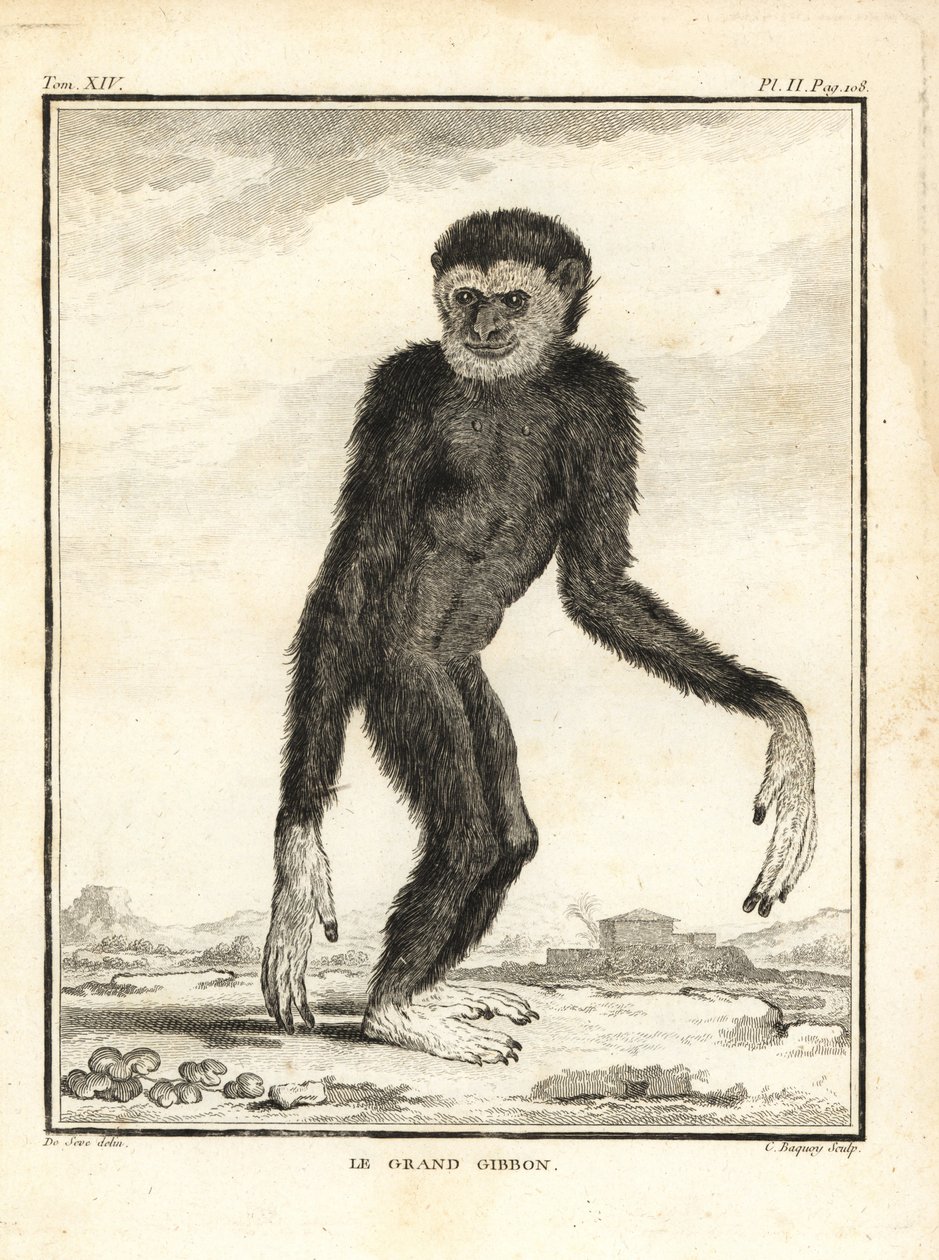 Behendige gibbon, Hylobates agilis. Bedreigd. De grote gibbon. Kopergravure door C. Baquoy, naar een illustratie door Jacques de Seve uit Georges-Louis Leclerc, Comte de Buffon