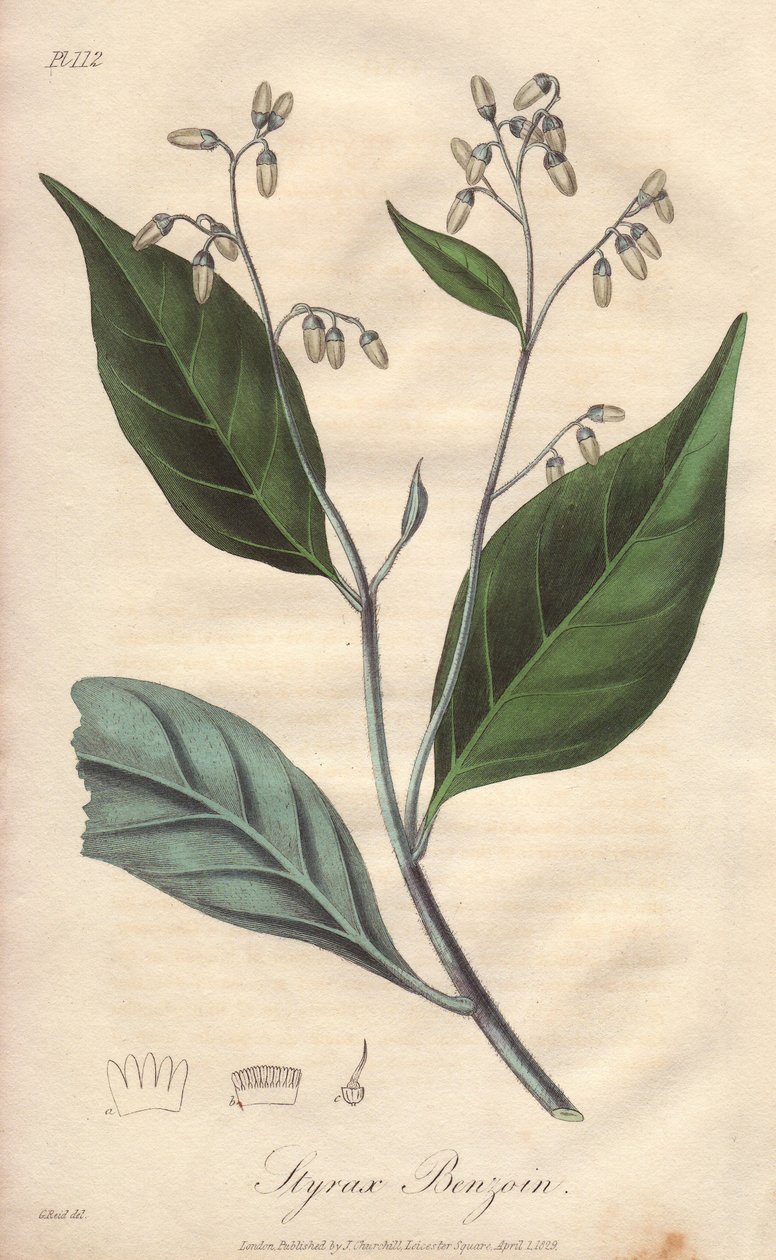 Alibouffier of styrax (Styrax benzoin) - Sterk water door William Clarke ter illustratie van 