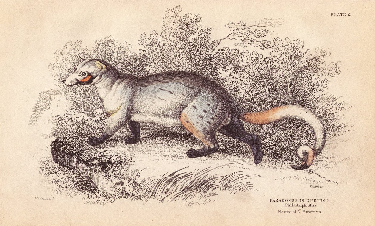 Amerikaanse paradoxide. Uit een specimen in Philadelphia Museum. Handgekleurde staalgravure door Lizars naar een illustratie van Charles Hamilton Smith uit William Jardine