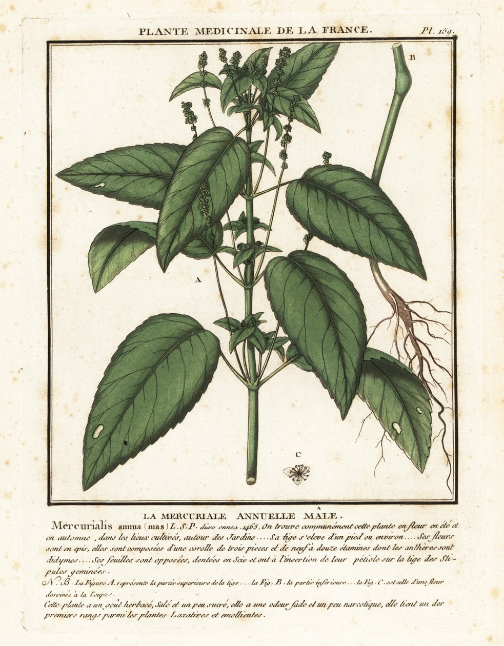 Eenjarige mercurialis, Mercurialis annua door Unbekannter Künstler