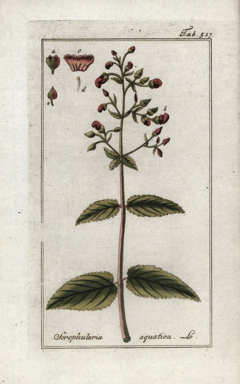 Waterige helmkruid (Scrophularia aquatica). Lithografie uit “Afbeelding der Artseny-Gewassen” door Johannes Zorn (1739-1799), Nederland door Unbekannter Künstler