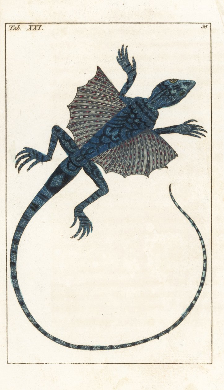 Aziatische Vliegende Hagedis - Sterk Water door Gottlieb Tobias Wilhelm (1758-1811), uit Encyclopedie of Natural History: Amphibians door Unbekannter Künstler