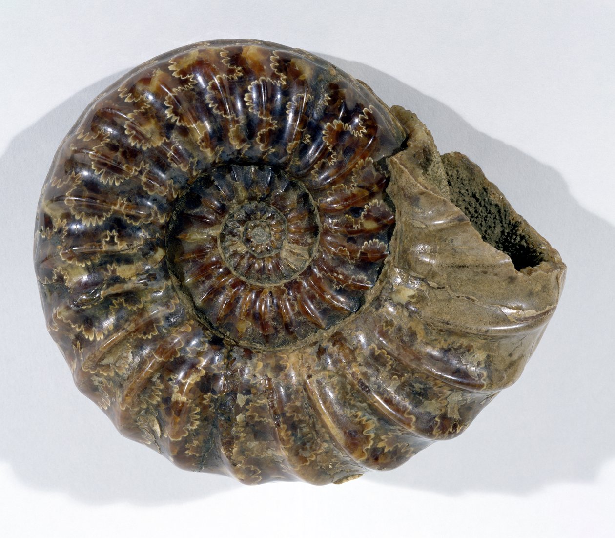 Asteroceras obtusum (Ammoniet) gevonden in Lyme Regis, Dorset, Onder-Jura Periode door Unbekannt